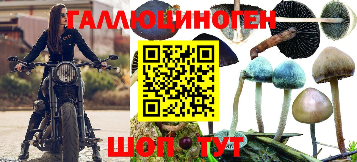 Галлюциногенные грибы Psilocybe Зеленодольск